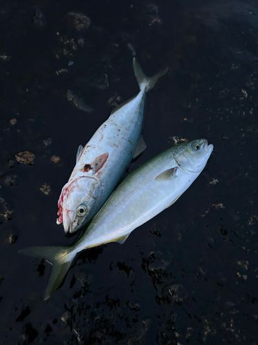 釣果