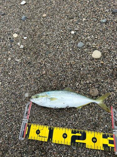 ワカシの釣果