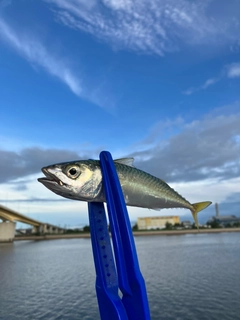サバの釣果