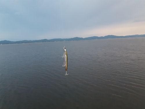 サヨリの釣果