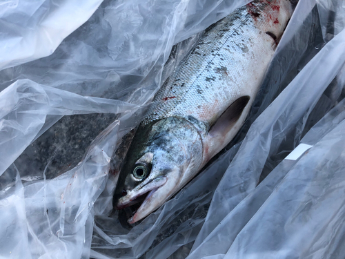 シロザケの釣果