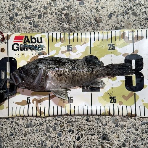 クロソイの釣果