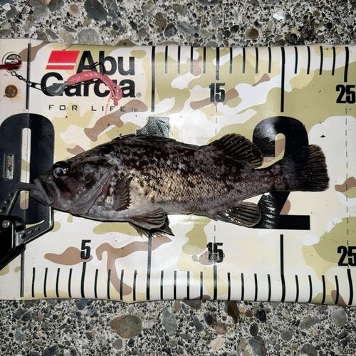 クロソイの釣果