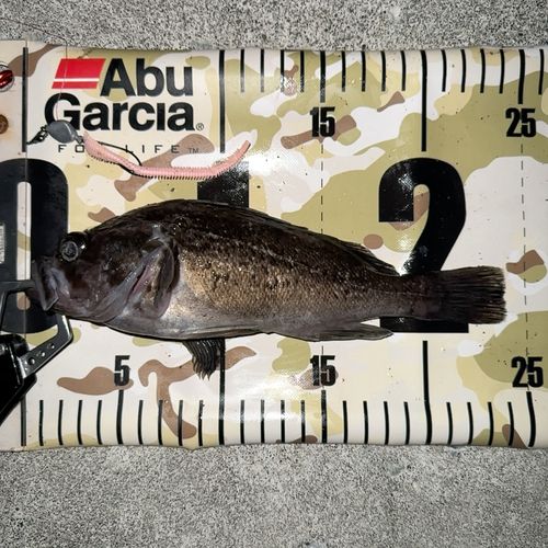 クロソイの釣果