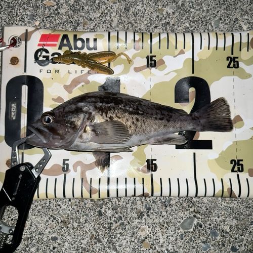 クロソイの釣果