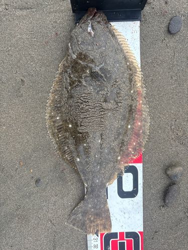 ヒラメの釣果