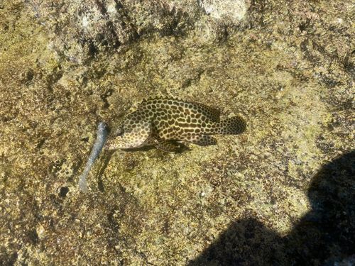 カンモンハタの釣果