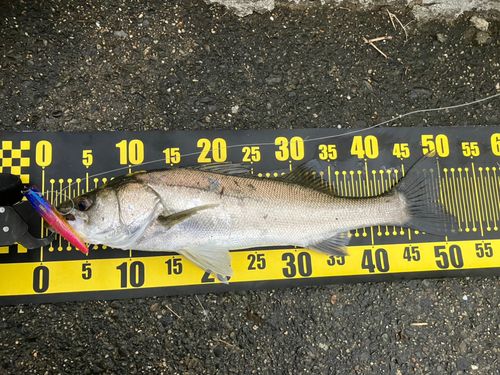 フッコ（マルスズキ）の釣果