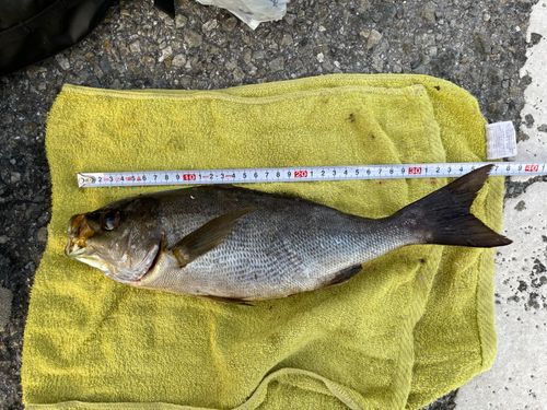 イサキの釣果