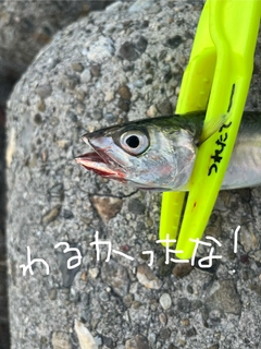 サバの釣果