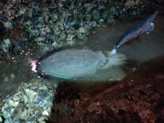 コウイカの釣果