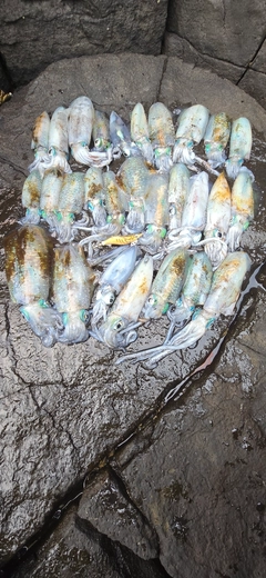 アオリイカの釣果