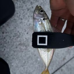 アジ