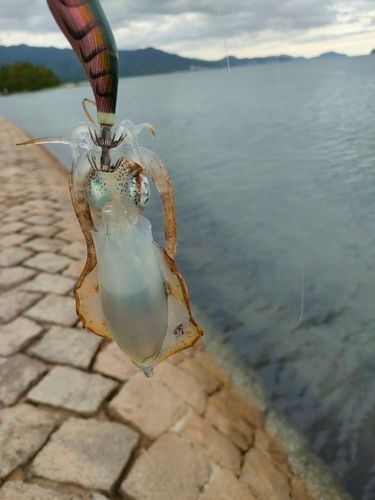 宮津湾