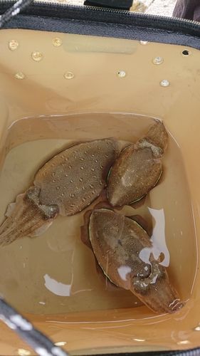 大入漁港