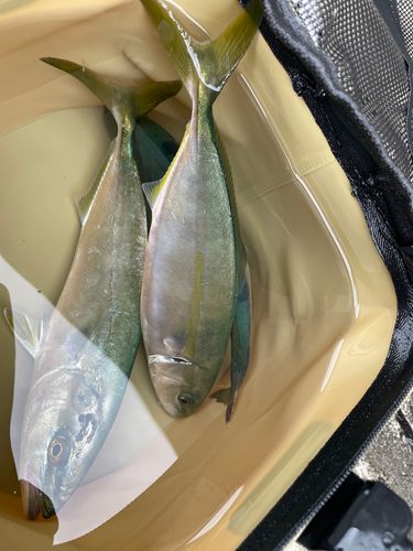 ワカシの釣果