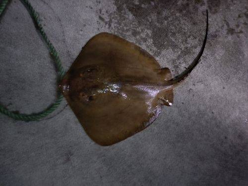 エイの釣果