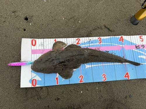 マゴチの釣果