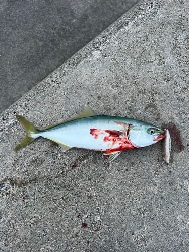 ツバイソの釣果