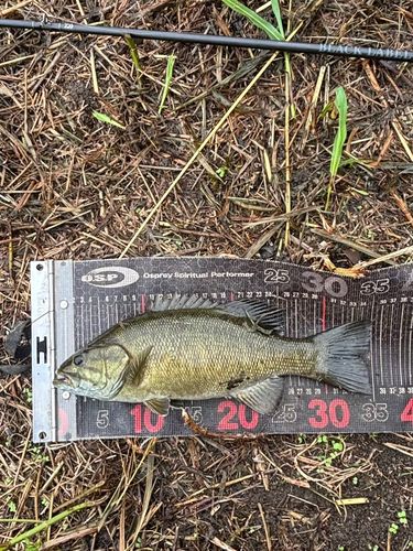 スモールマウスバスの釣果