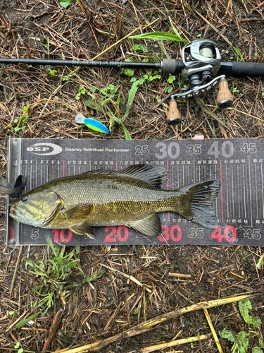 スモールマウスバスの釣果