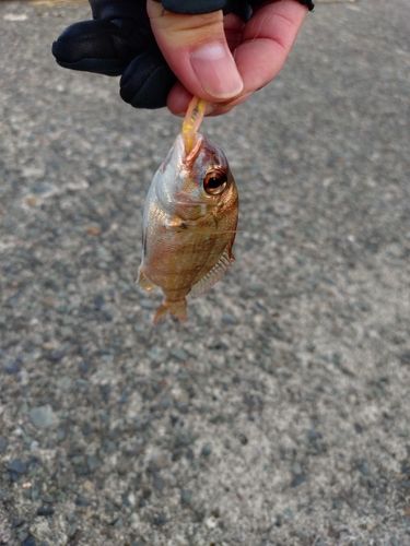乙浜漁港