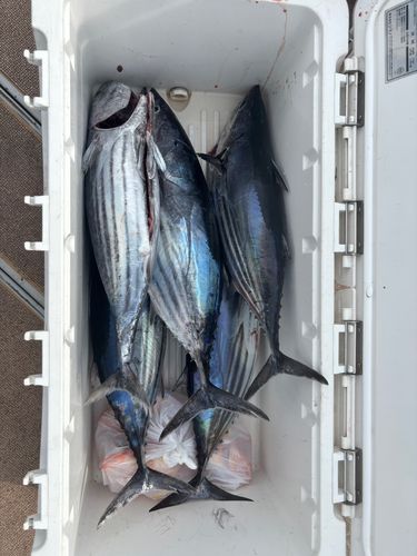 カツオの釣果