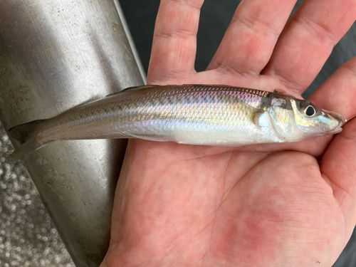 シロギスの釣果