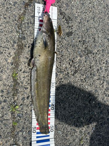 釣果