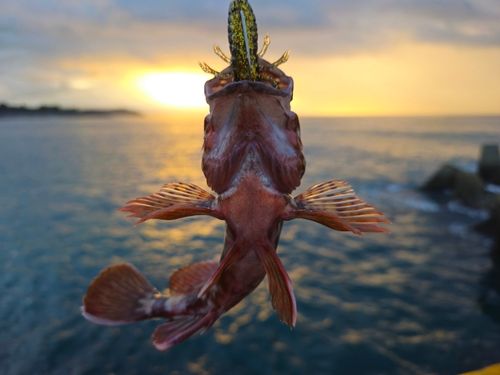 ガシラの釣果