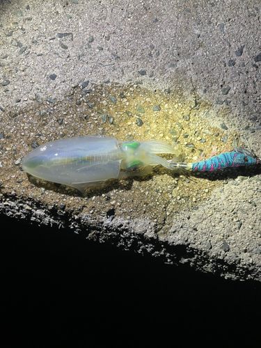 笠浦漁港