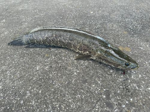 釣果