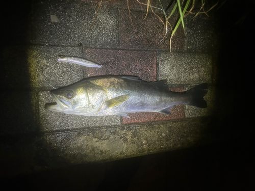 旧江戸川