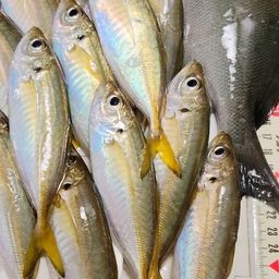 アジ