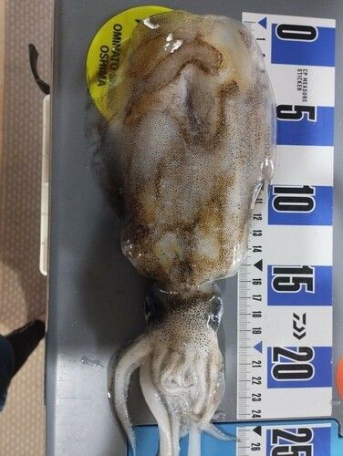 アオリイカの釣果