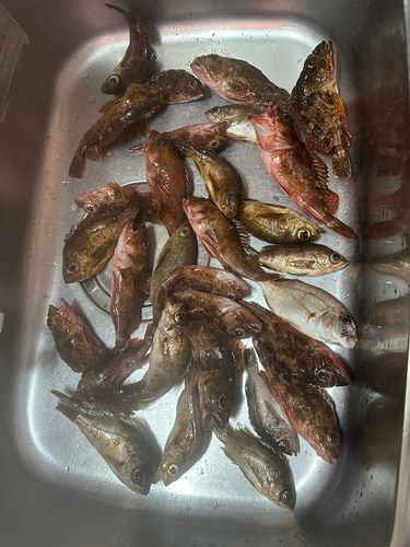 釣果