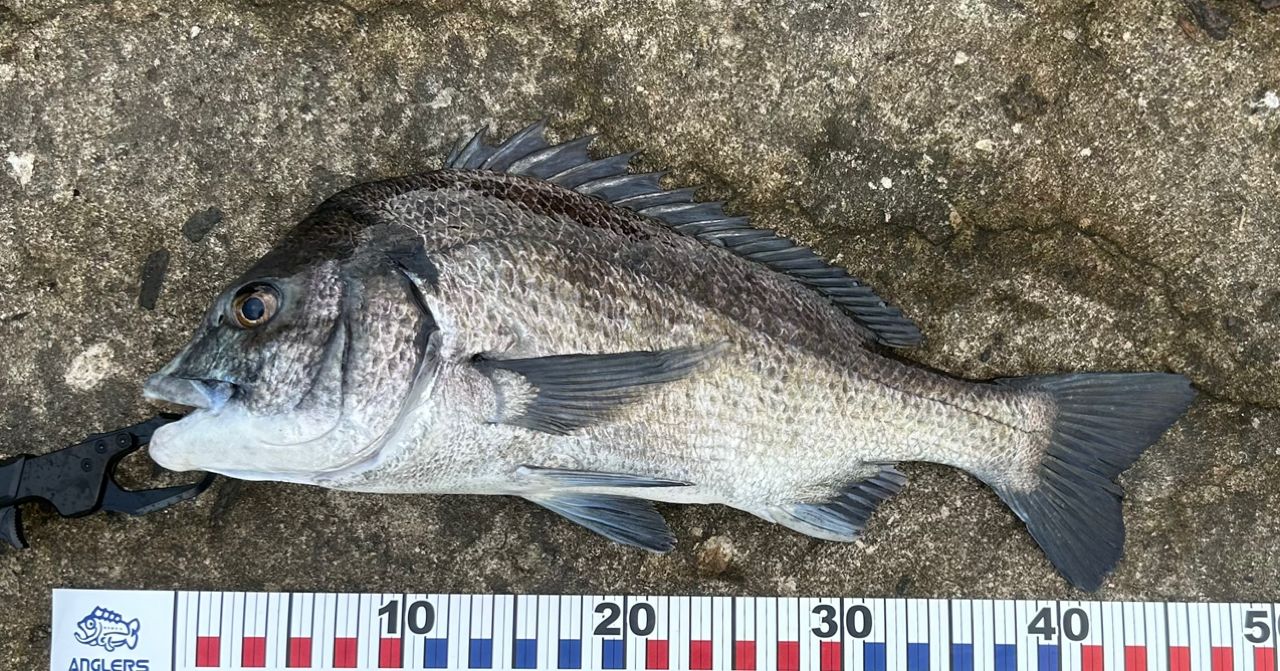 DAIWA 19月下美人 エア AGS アジング 710L/M-Tの最安値・インプレ