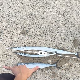 ダツ