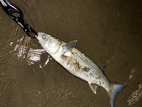 ボラの釣果