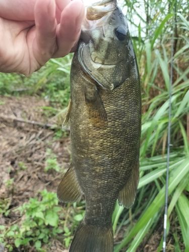 スモールマウスバスの釣果