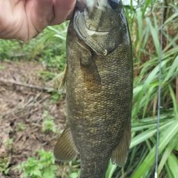 スモールマウスバス