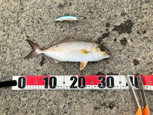 ショゴの釣果