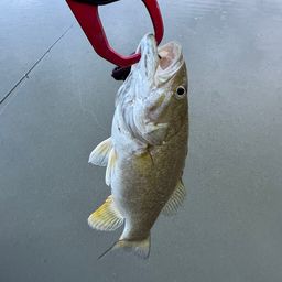 スモールマウスバス