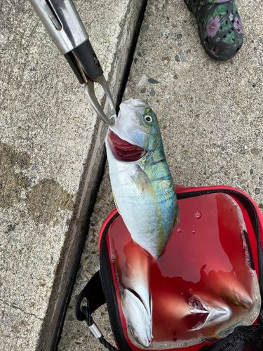 コゾクラの釣果
