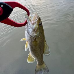 スモールマウスバス