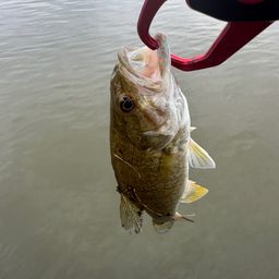 スモールマウスバス