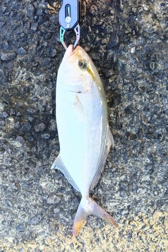 ネリゴの釣果