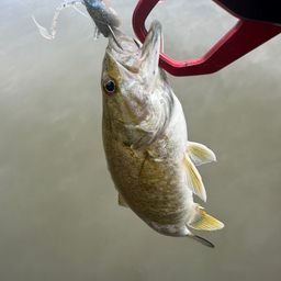 スモールマウスバス