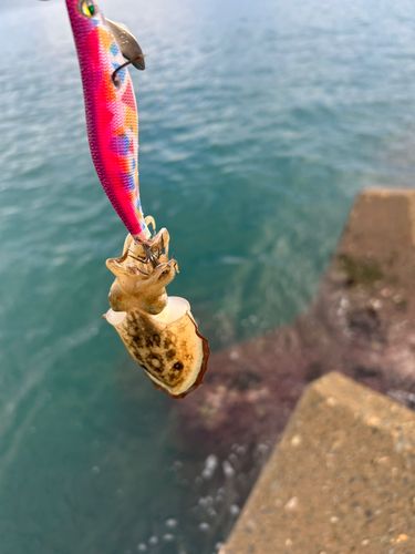 モンゴウイカの釣果