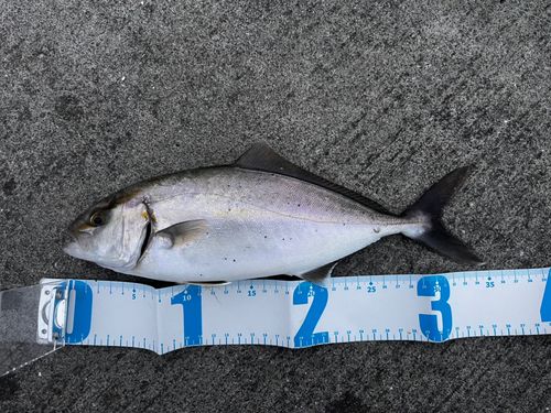 釜石湾